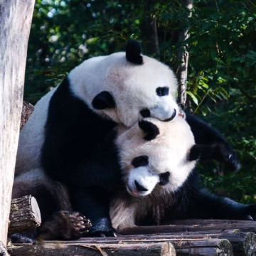 成都4日3晚自由行 成都4日3晚自由行