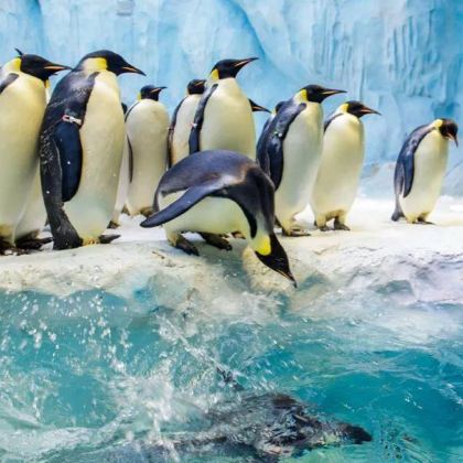 澳门+珠海长隆旅游度假区4日3晚跟团游 澳门+珠海长隆旅游度假区4日3晚跟团游