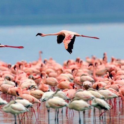 肯尼亚安波塞利国家公园+马赛马拉国家保护区+奈瓦沙湖+纳库鲁湖国家公园8日7晚拼小团 肯尼亚安波塞利国家公园+马赛马拉国家保护区+奈瓦沙湖+纳库鲁湖国家公园8日7晚拼小团