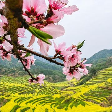 江西葛仙村度假区+望仙谷+三清山风景区+婺源篁岭景区4日3晚拼小团 江西葛仙村度假区+望仙谷+三清山风景区+婺源篁岭景区4日3晚拼小团