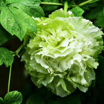 河南少林寺+洛阳龙门石窟+开封3日2晚私家团 河南少林寺+洛阳龙门石窟+开封3日2晚私家团