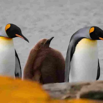 阿根廷+南极半岛+南设得兰群岛+乌拉圭+阿根廷马尔维纳斯22日跟团游 阿根廷+南极半岛+南设得兰群岛+乌拉圭+阿根廷马尔维纳斯22日跟团游