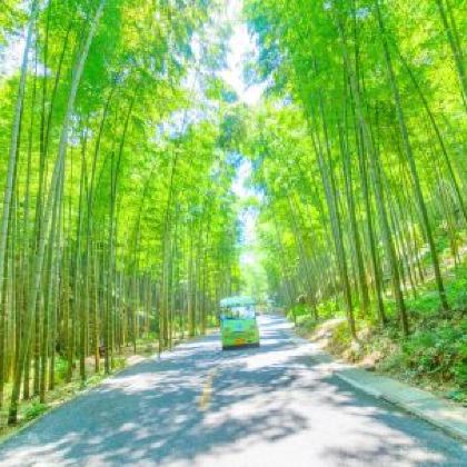 宜兴竹海+龙背山森林公园+善卷洞+富陶温泉3日2晚私家团 宜兴竹海+龙背山森林公园+善卷洞+富陶温泉3日2晚私家团