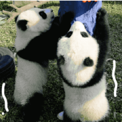 亲近自然*成都5日4晚独立营 大熊猫公益科考探索