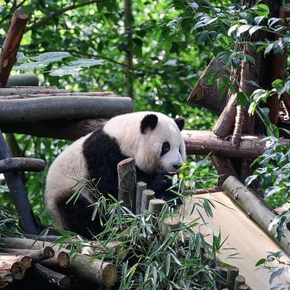 中国重庆磁器口古镇6日5晚跟团游 中国重庆磁器口古镇6日5晚跟团游