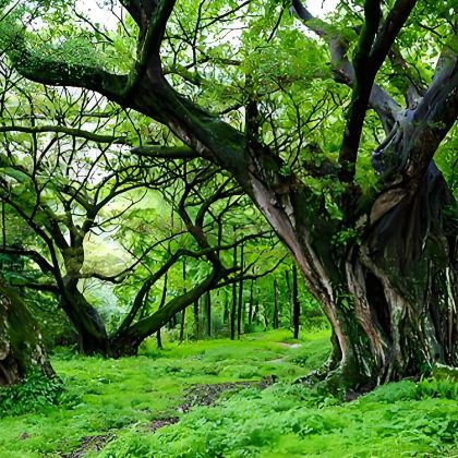 霞浦+湄洲岛+湄洲妈祖祖庙+南少林寺+杨家溪+北岐滩涂+北岐村+沙江S湾+半月里+南湾甲骨文摄影景点+浒屿澳村6日5晚私家团 霞浦+湄洲岛+湄洲妈祖祖庙+南少林寺+杨家溪+北岐滩涂+北岐村+沙江S湾+半月里+南湾甲骨文摄影景点+浒屿澳村6日5晚私家团