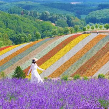 日本东京+北海道7日6晚私家团 日本东京+北海道7日6晚私家团