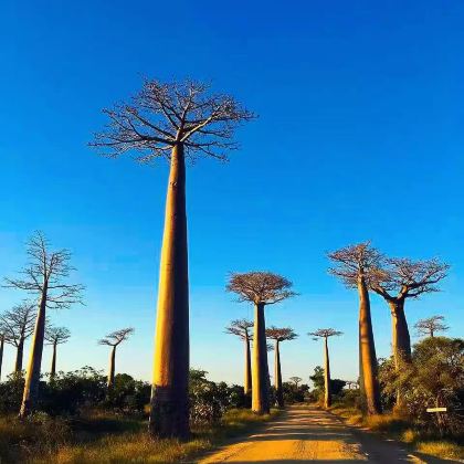 马达加斯加8日7晚拼小团 马达加斯加8日7晚拼小团