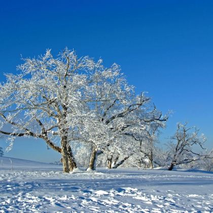 中央大街+圣索菲亚大教堂+哈尔滨冰雪大世界+东北虎林园+亚布力滑雪+哈药集团制药六厂+中国雪乡+亚雪驿站十里画廊+大秃顶子山6日5晚私家团 中央大街+圣索菲亚大教堂+哈尔滨冰雪大世界+东北虎林园+亚布力滑雪+哈药集团制药六厂+中国雪乡+亚雪驿站十里画廊+大秃顶子山6日5晚私家团