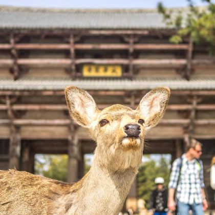 日本关西地区+北海道7日6晚私家团 日本关西地区+北海道7日6晚私家团