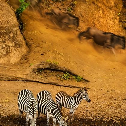 肯尼亚+蒙巴萨12日9晚私家团 肯尼亚+蒙巴萨12日9晚私家团