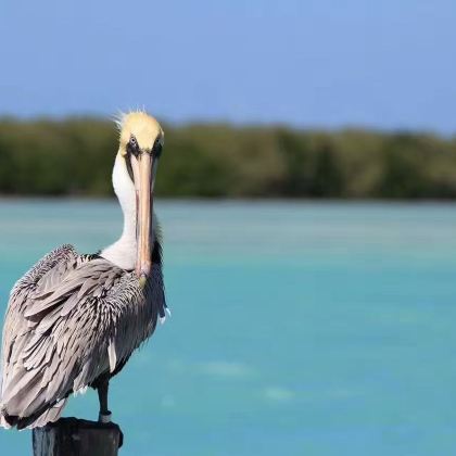 墨西哥墨西哥城+坎昆+粉红湖+图卢姆9日8晚跟团游 墨西哥墨西哥城+坎昆+粉红湖+图卢姆9日8晚跟团游