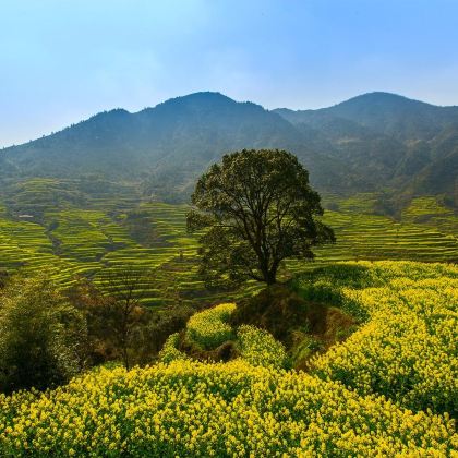 黄山风景区+婺源+宏村5日4晚跟团游 黄山风景区+婺源+宏村5日4晚跟团游