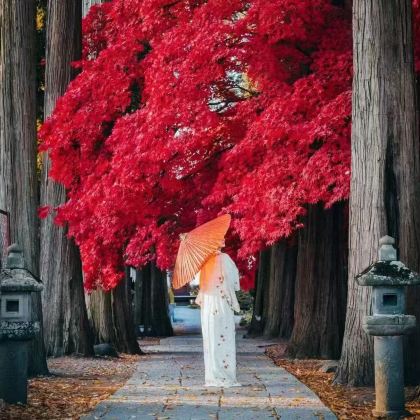 日本九州+福冈+熊本市4日3晚跟团游 日本九州+福冈+熊本市4日3晚跟团游
