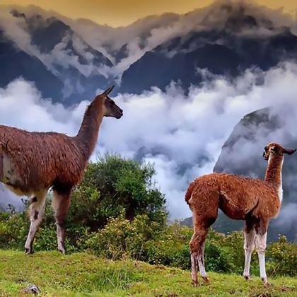 秘鲁+Amazon Explorer+马丘比丘+的的喀喀湖+纳斯卡线条+圣谷13日11晚私家团 秘鲁+Amazon Explorer+马丘比丘+的的喀喀湖+纳斯卡线条+圣谷13日11晚私家团