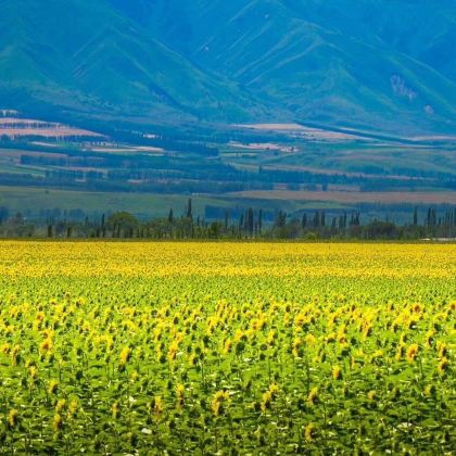 新疆北疆+喀纳斯+伊犁14日13晚私家团 新疆北疆+喀纳斯+伊犁14日13晚私家团