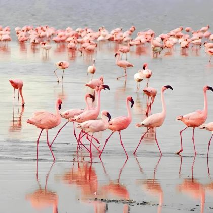 南非+肯尼亚+津巴布韦+赞比亚15日跟团游 南非+肯尼亚+津巴布韦+赞比亚15日跟团游