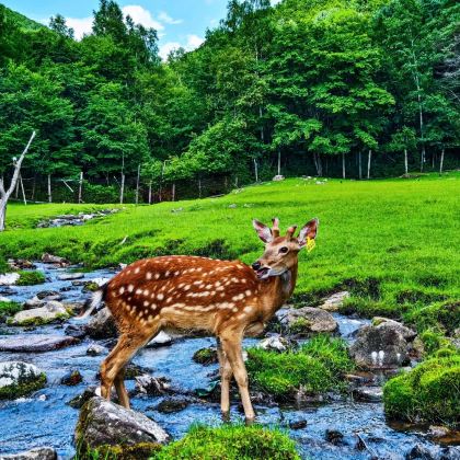 哈尔滨+五大连池+伊春五营国家森林公园+抚远+黑瞎子岛旅游区+东极宝塔+兴凯湖7日6晚跟团游 哈尔滨+五大连池+伊春五营国家森林公园+抚远+黑瞎子岛旅游区+东极宝塔+兴凯湖7日6晚跟团游