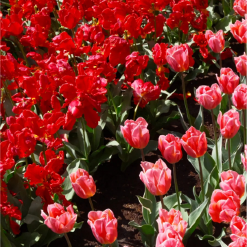 德国+荷兰9日7晚自由行 德国+荷兰9日7晚自由行