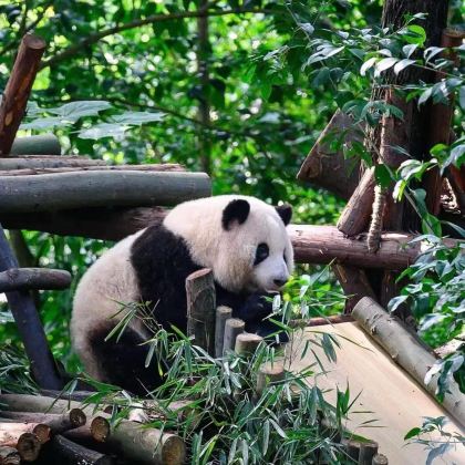 成都+都江堰+青城山+三星堆博物馆+乐山大佛6日5晚私家团 成都+都江堰+青城山+三星堆博物馆+乐山大佛6日5晚私家团