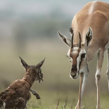 坦桑尼亚9日7晚私家团 坦桑尼亚9日7晚私家团