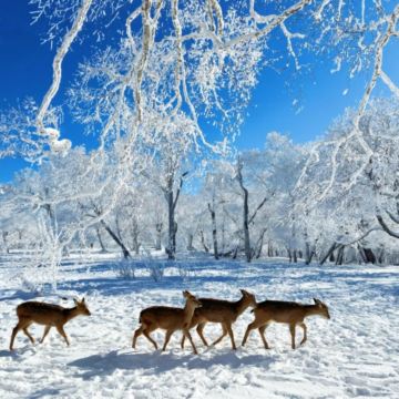 沈阳故宫+长白山景区+延吉6日5晚跟团游 沈阳故宫+长白山景区+延吉6日5晚跟团游