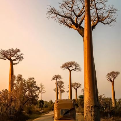 塞舌尔+留尼汪(法属)+马达加斯加+毛里求斯12日跟团游 塞舌尔+留尼汪(法属)+马达加斯加+毛里求斯12日跟团游