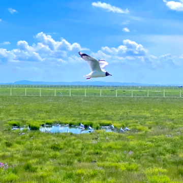 九寨沟风景区+黄龙风景名胜区+扎尕那+若尔盖花湖生态旅游区+郎木寺景区+莲宝叶则景区+黄河九曲第一湾+各莫寺8日7晚自由行 九寨沟风景区+黄龙风景名胜区+扎尕那+若尔盖花湖生态旅游区+郎木寺景区+莲宝叶则景区+黄河九曲第一湾+各莫寺8日7晚自由行