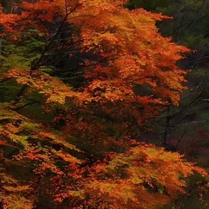 光雾山旅游景区+米仓山国家森林公园+十八月潭景区+汉中龙头山国际旅游度假区+情人谷+留坝千年银杏树7日6晚私家团 光雾山旅游景区+米仓山国家森林公园+十八月潭景区+汉中龙头山国际旅游度假区+情人谷+留坝千年银杏树7日6晚私家团