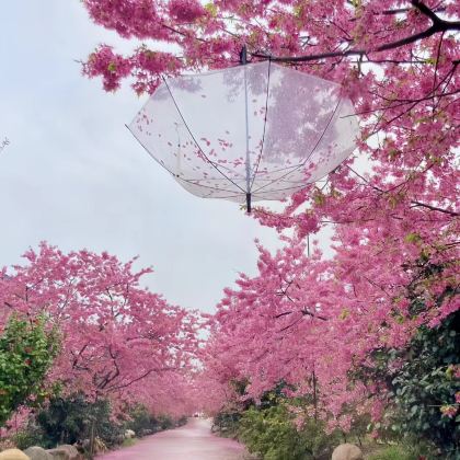武汉黄鹤楼+东湖磨山景区+武汉大学+户部巷+江汉路步行街+汉口江滩3日2晚跟团游 武汉黄鹤楼+东湖磨山景区+武汉大学+户部巷+江汉路步行街+汉口江滩3日2晚跟团游