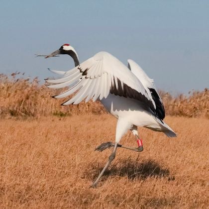 瘦西湖+何园+中国大运河博物馆+东关街历史街区+南京+美龄宫+丹顶鹤湿地生态旅游区5日4晚私家团 瘦西湖+何园+中国大运河博物馆+东关街历史街区+南京+美龄宫+丹顶鹤湿地生态旅游区5日4晚私家团