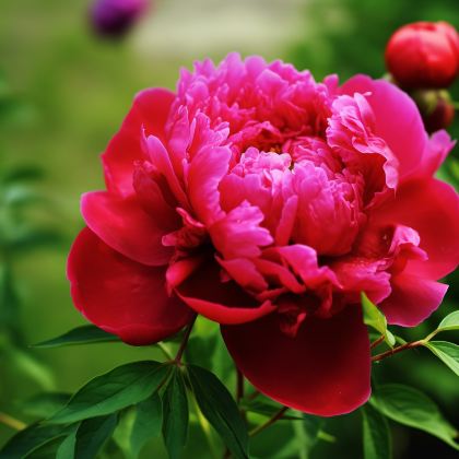 河南郑州+洛阳+开封4日3晚拼小团 河南郑州+洛阳+开封4日3晚拼小团