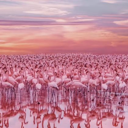 肯尼亚内罗毕15日私家团 肯尼亚内罗毕15日私家团