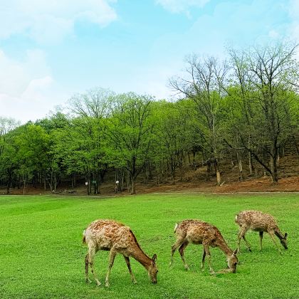 哈尔滨+伊春+漠河8日7晚私家团 哈尔滨+伊春+漠河8日7晚私家团