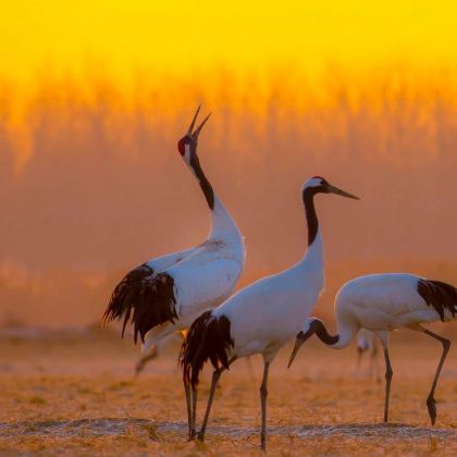 无锡+扬州+泰州+兴化+盐城+淮安11日10晚私家团 无锡+扬州+泰州+兴化+盐城+淮安11日10晚私家团