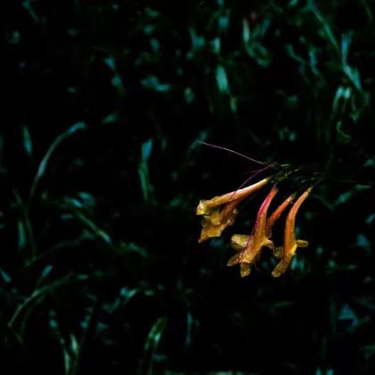 昆明+西双版纳7日6晚拼小团 昆明+西双版纳7日6晚拼小团