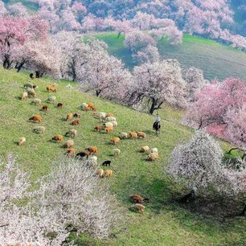 新疆乌鲁木齐+北疆+喀纳斯景区+赛里木湖9日8晚自由行 新疆乌鲁木齐+北疆+喀纳斯景区+赛里木湖9日8晚自由行