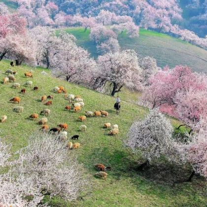 新疆乌鲁木齐+北疆+喀纳斯景区+赛里木湖9日8晚自由行 新疆乌鲁木齐+北疆+喀纳斯景区+赛里木湖9日8晚自由行