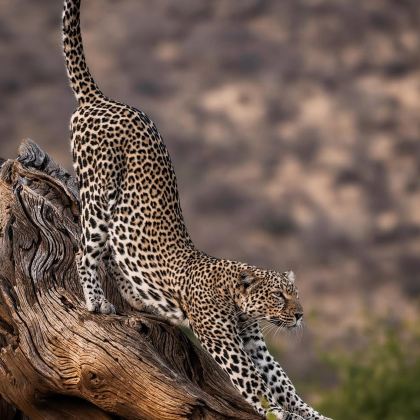 肯尼亚马赛马拉国家公园+肯尼亚山+奈瓦沙+纳库鲁9日7晚私家团 肯尼亚马赛马拉国家公园+肯尼亚山+奈瓦沙+纳库鲁9日7晚私家团