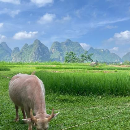 崇左+德天跨国瀑布景区+明仕田园+古龙山大峡谷+鹅泉+峒那屿湾景区4日3晚拼小团 崇左+德天跨国瀑布景区+明仕田园+古龙山大峡谷+鹅泉+峒那屿湾景区4日3晚拼小团