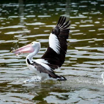 澳大利亚悉尼+墨尔本+蓝色海洋路+海姆斯海滩+巴特曼斯湾+Seal Rocks+Raymond Island+菲利普岛+卧龙岗防波堤灯塔8日7晚私家团 澳大利亚悉尼+墨尔本+蓝色海洋路+海姆斯海滩+巴特曼斯湾+Seal Rocks+Raymond Island+菲利普岛+卧龙岗防波堤灯塔8日7晚私家团