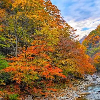 西安+光雾山旅游景区+米仓山国家森林公园6日5晚跟团游 西安+光雾山旅游景区+米仓山国家森林公园6日5晚跟团游