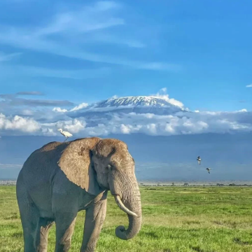 肯尼亚内罗毕+马赛马拉国家保护区+纳库鲁+安波塞利国家公园+奈瓦沙7日6晚拼小团 肯尼亚内罗毕+马赛马拉国家保护区+纳库鲁+安波塞利国家公园+奈瓦沙7日6晚拼小团