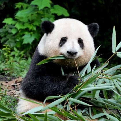 历史人文·成都5日亲子营丨5钻酒店4晚连住丨顶IP全覆盖+大熊猫&三星堆&都江堰&武侯祠&杜甫草堂&川剧+PBL项目制学习+核心活动VIP体验+4正餐+1特色餐 历史人文·成都5日亲子营丨5钻酒店4晚连住丨顶IP全覆盖+大熊猫&三星堆&都江堰&武侯祠&杜甫草堂&川剧+PBL项目制学习+核心活动VIP体验+4正餐+1特色餐