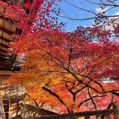 日本大阪+京都+东京7日6晚私家团 日本大阪+京都+东京7日6晚私家团