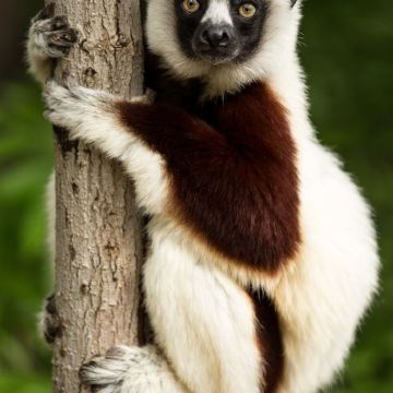 马达加斯加+留尼汪(法属)+毛里求斯+塞舌尔+卡塔尔18日16晚私家团 马达加斯加+留尼汪(法属)+毛里求斯+塞舌尔+卡塔尔18日16晚私家团