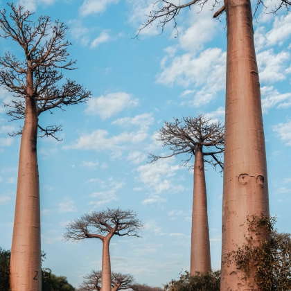 毛里求斯+马达加斯加+塞舌尔+留尼汪(法属)18日15晚跟团游 毛里求斯+马达加斯加+塞舌尔+留尼汪(法属)18日15晚跟团游