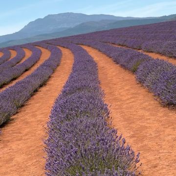 澳大利亚塔斯马尼亚霍巴特6日5晚拼小团 澳大利亚塔斯马尼亚霍巴特6日5晚拼小团