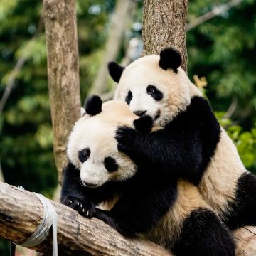 成都+九寨沟+黄龙风景名胜区5日4晚拼小团 成都+九寨沟+黄龙风景名胜区5日4晚拼小团