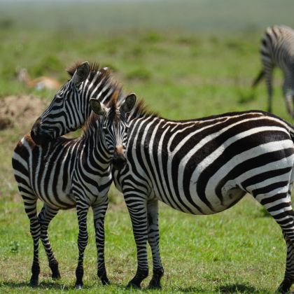 坦桑尼亚塞伦盖蒂+恩戈罗恩戈罗+塔兰吉雷国家公园+曼雅拉湖国家公园四大国家公园7日6晚跟团游 坦桑尼亚塞伦盖蒂+恩戈罗恩戈罗+塔兰吉雷国家公园+曼雅拉湖国家公园四大国家公园7日6晚跟团游